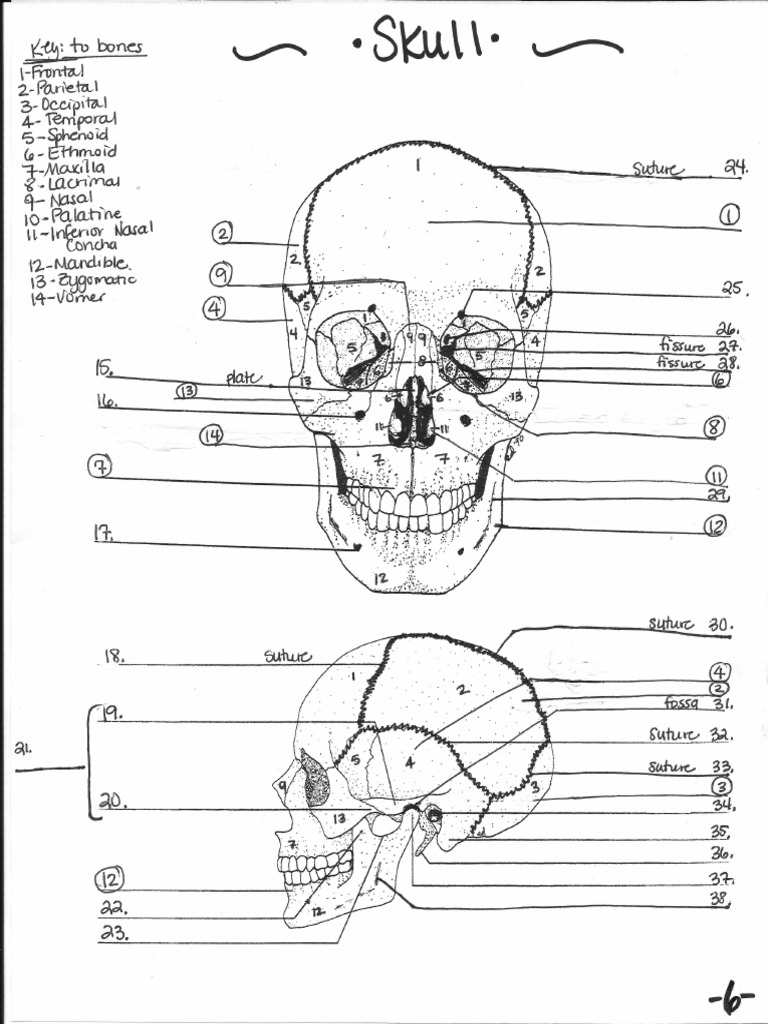 Axial Skeleton Diagrams 1 | PDF