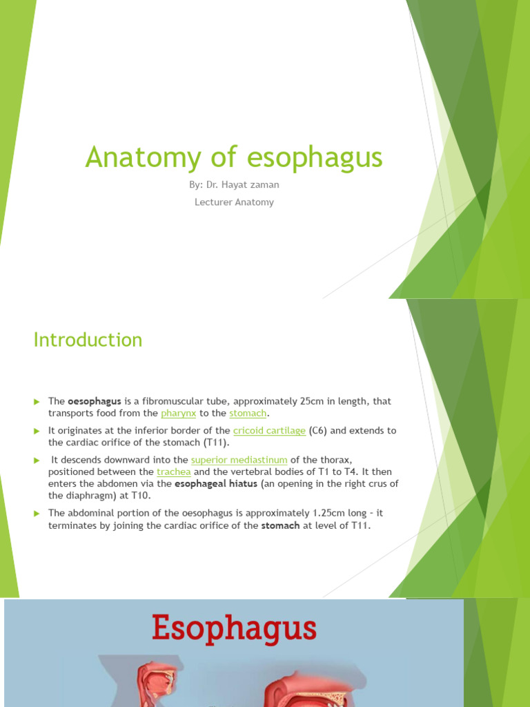 Anatomy and Function of the Esophagus | PDF | Esophagus | Aorta