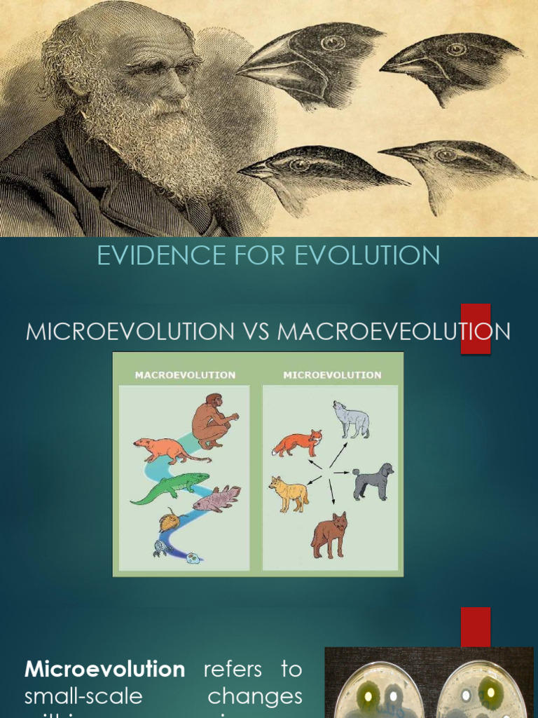 Evidence for Evolution: Key Concepts | PDF | Evolution | Homology (Biology)