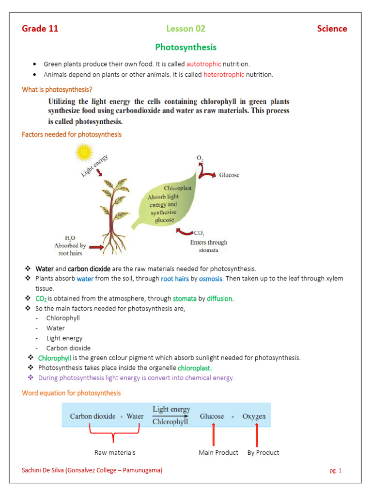 Understanding Photosynthesis in Plants | PDF | Photosynthesis | Leaf