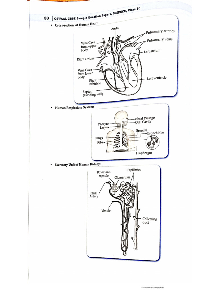 Class 10 Life Process All Diagrams | PDF