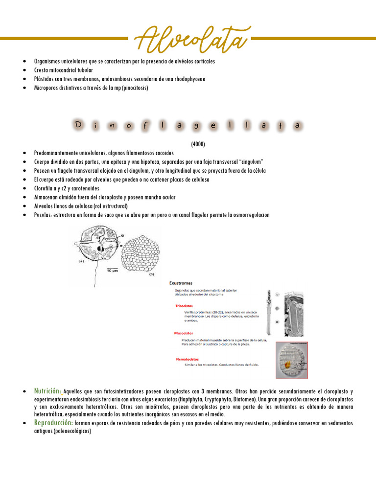 Características de Alveolata y Apicomplexa | PDF | Biología