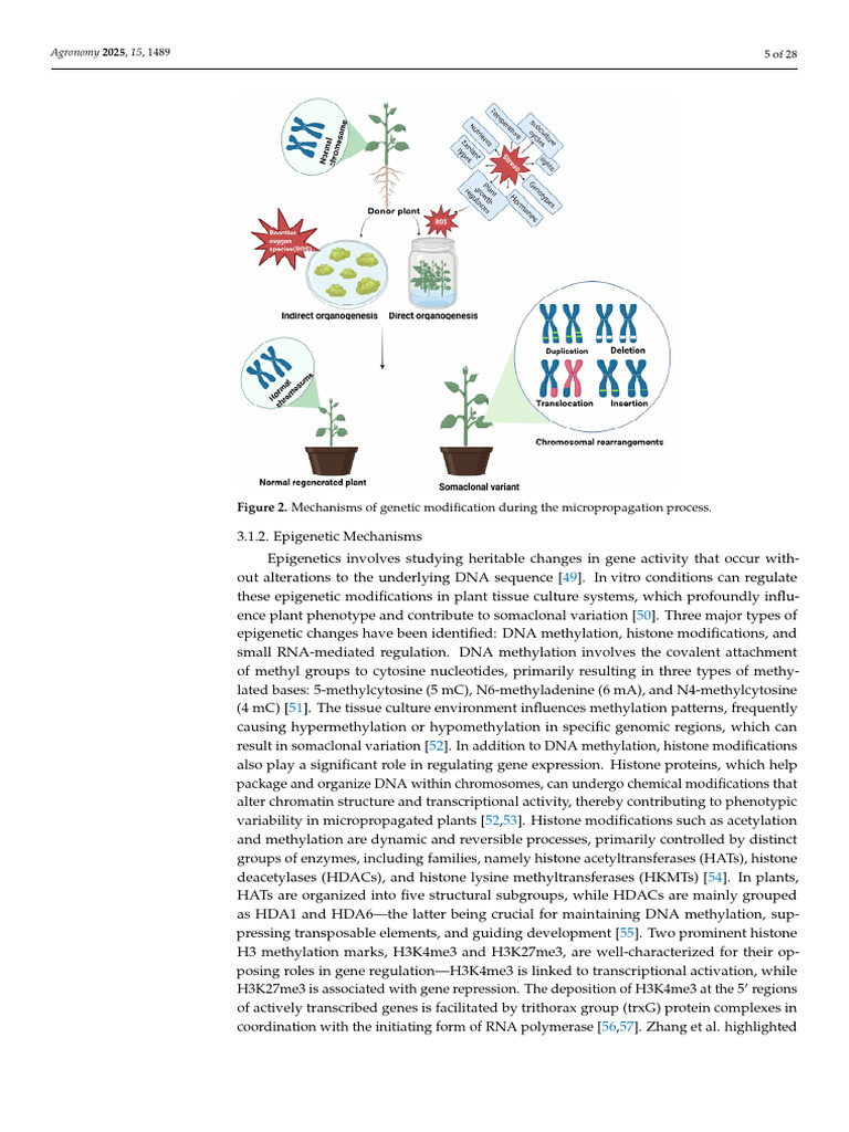 Epigenetic Mechanisms in Micropropagation | PDF | Epigenetics ...