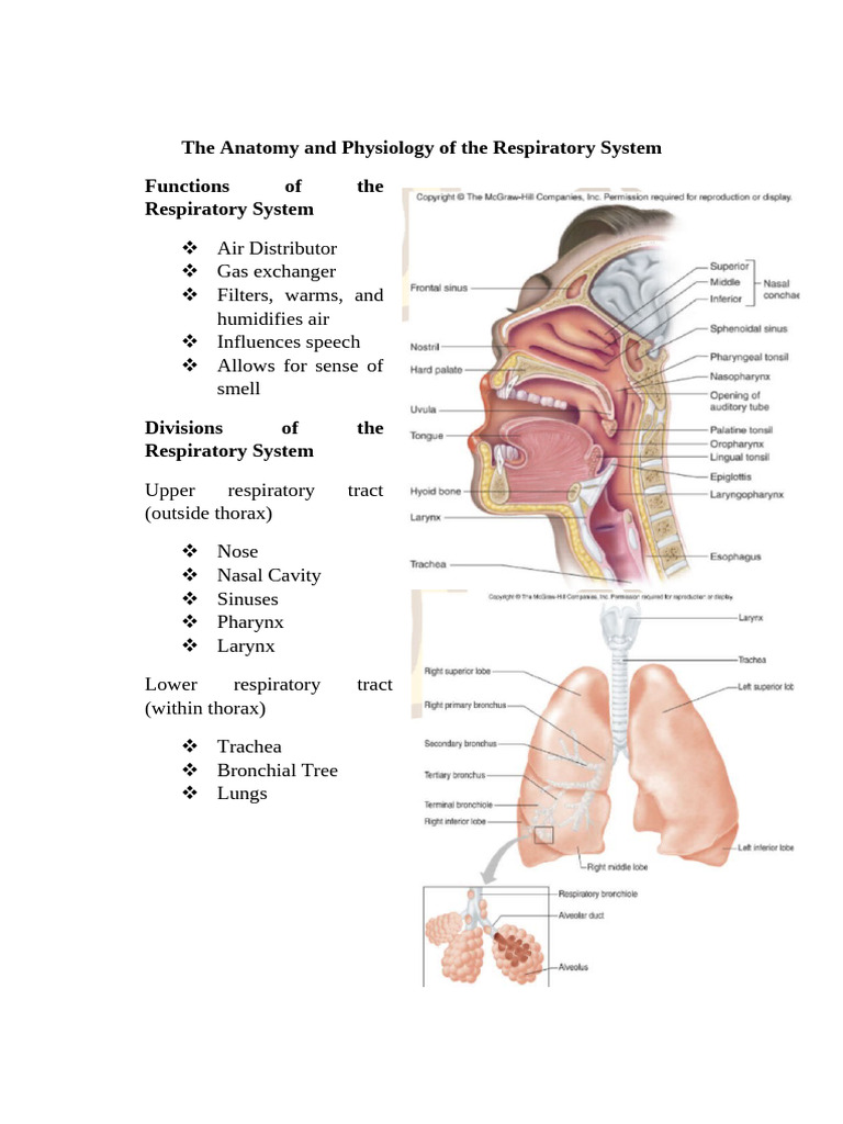 Respiratory System | PDF | Lung | Respiratory Tract