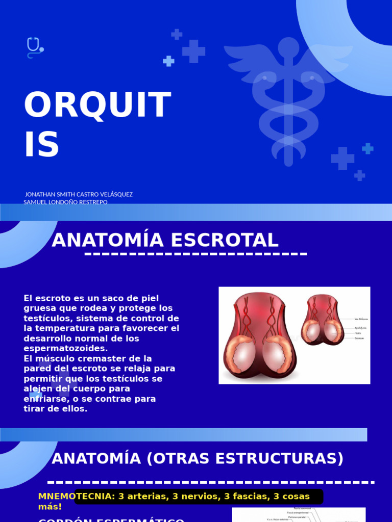 Anatomía y Tratamiento de Orquitis | PDF | Testículo | Especialidades ...