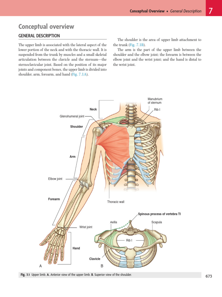 Upper Limb Anatomy and Functions | PDF | Anatomical Terms Of Motion | Arm