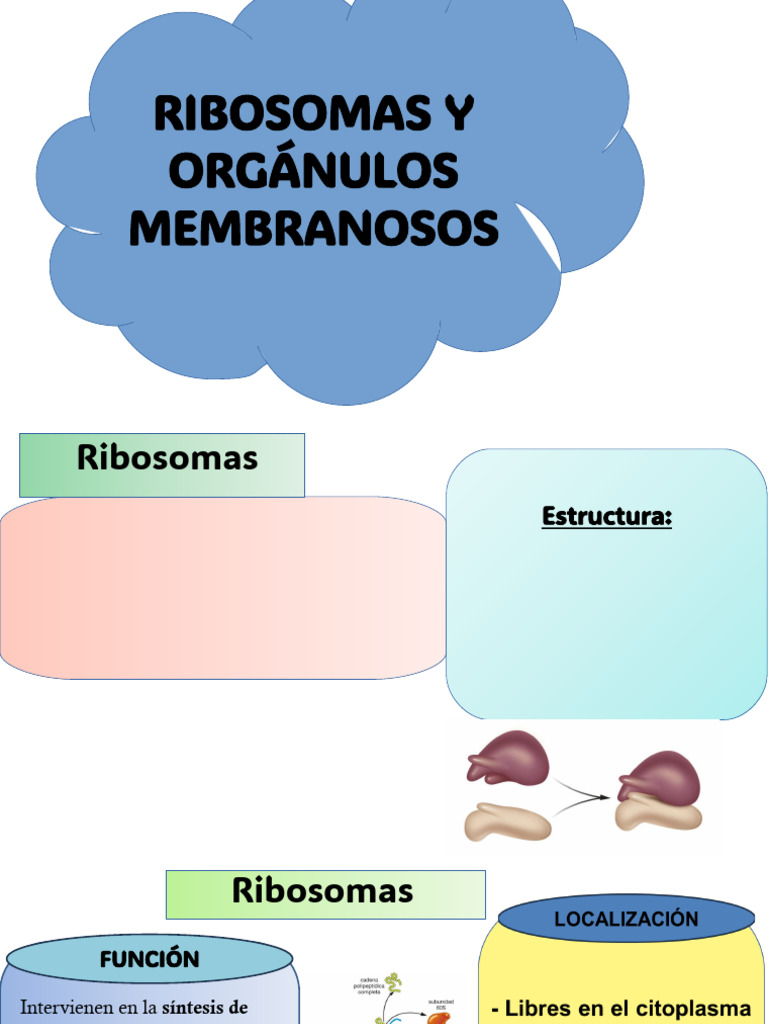 Estructura y funciones de ribosomas y orgánulos | PDF | Lisosoma | Vacuole