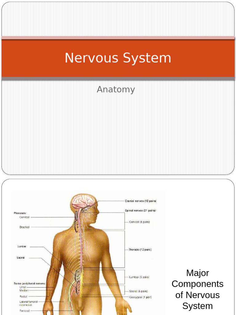 Nervous System Anatomy Overview | PDF