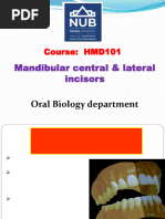 Anatomy of Maxillary Central Incisor | PDF | Dental Anatomy | Dentistry ...