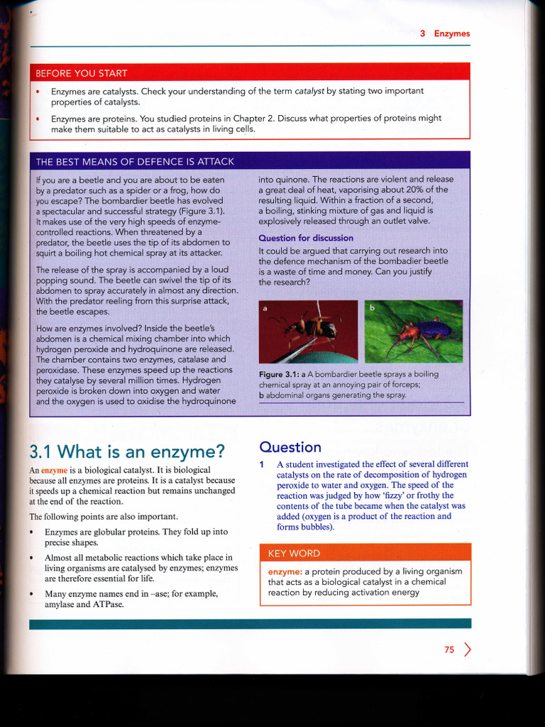 Understanding Enzymes and Their Functions | PDF | Active Site | Enzyme