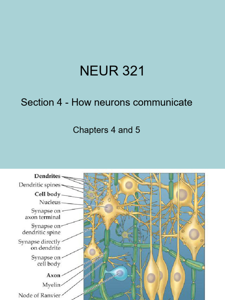 Neuro-communication | PDF | Action Potential | Inhibitory Postsynaptic ...