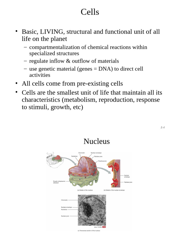 Cell Structure and Division Explained | PDF | Mitosis | Endoplasmic ...
