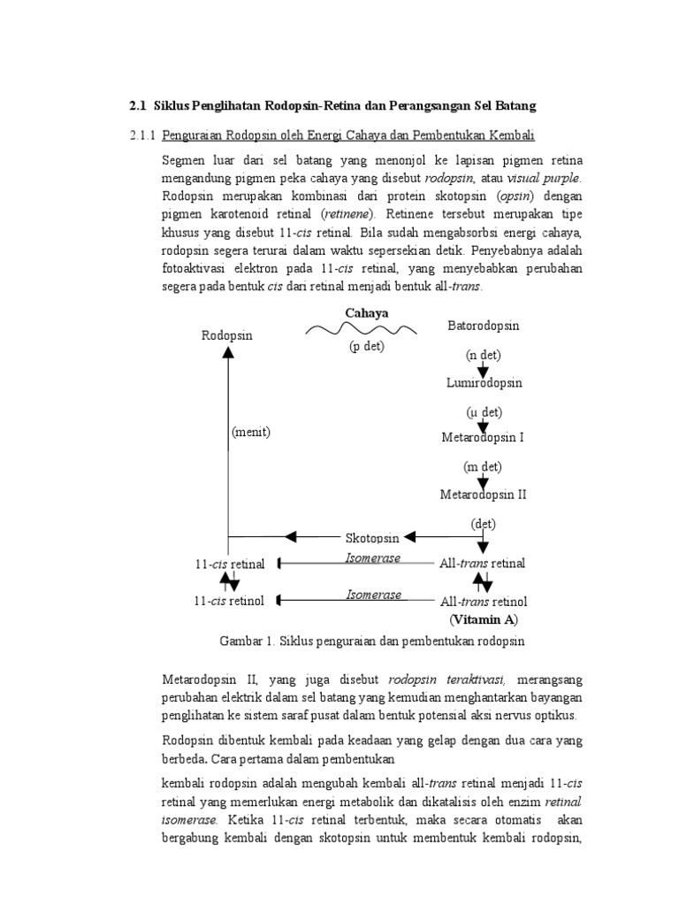 SP Visual System | PDF