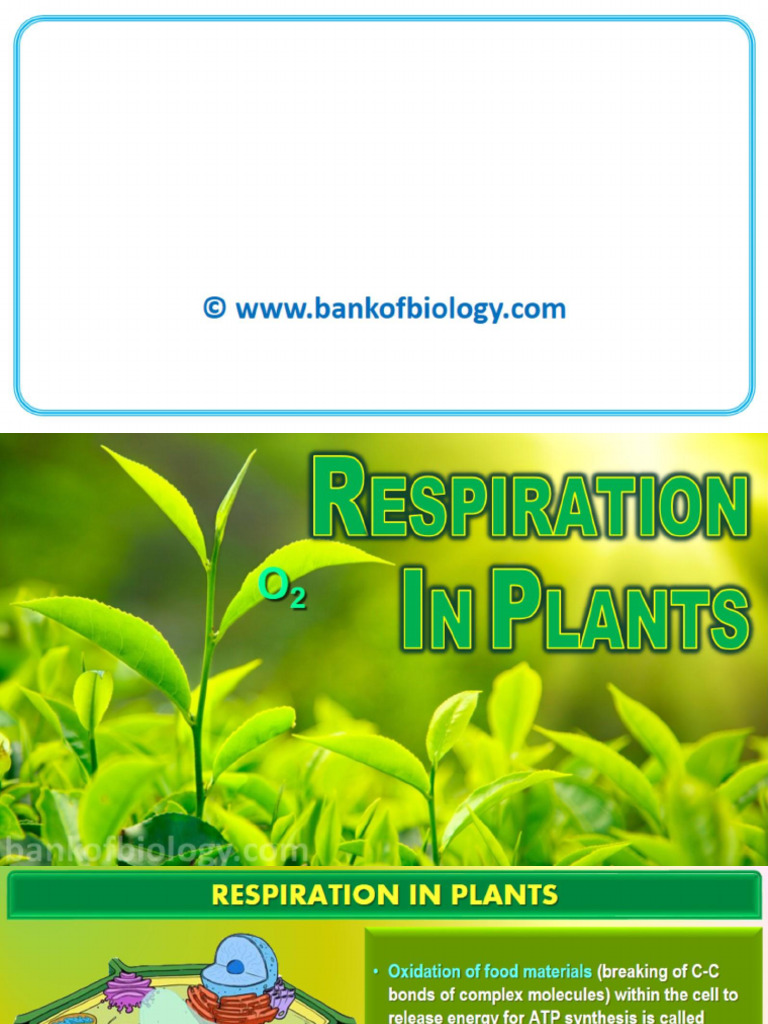 XI 14 Respiration in Plants | PDF