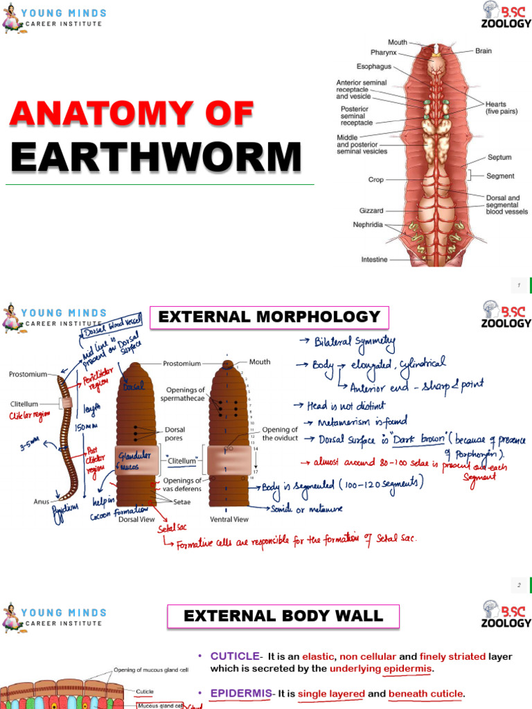 Anatomy of Earthworm | PDF