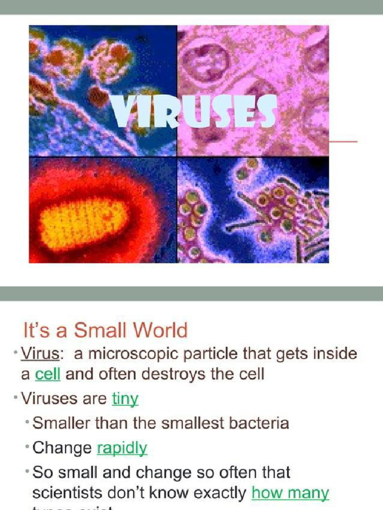 Virus | PDF