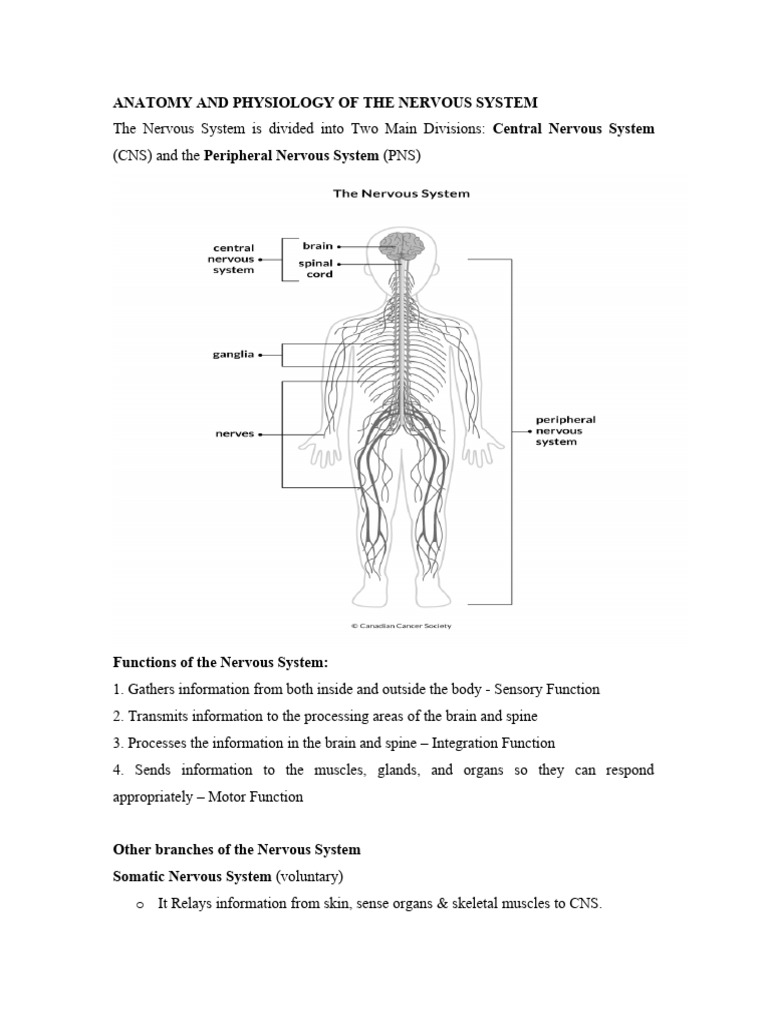 Nervous System Anatomy and Functions | PDF | Neuron | Axon