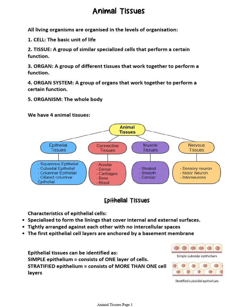 Overview of Animal Tissues and Functions | PDF | Epithelium | Neuron
