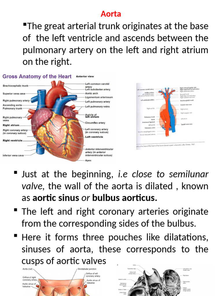Common Carotid Artery of Animal PF Different Species | PDF | Aorta ...