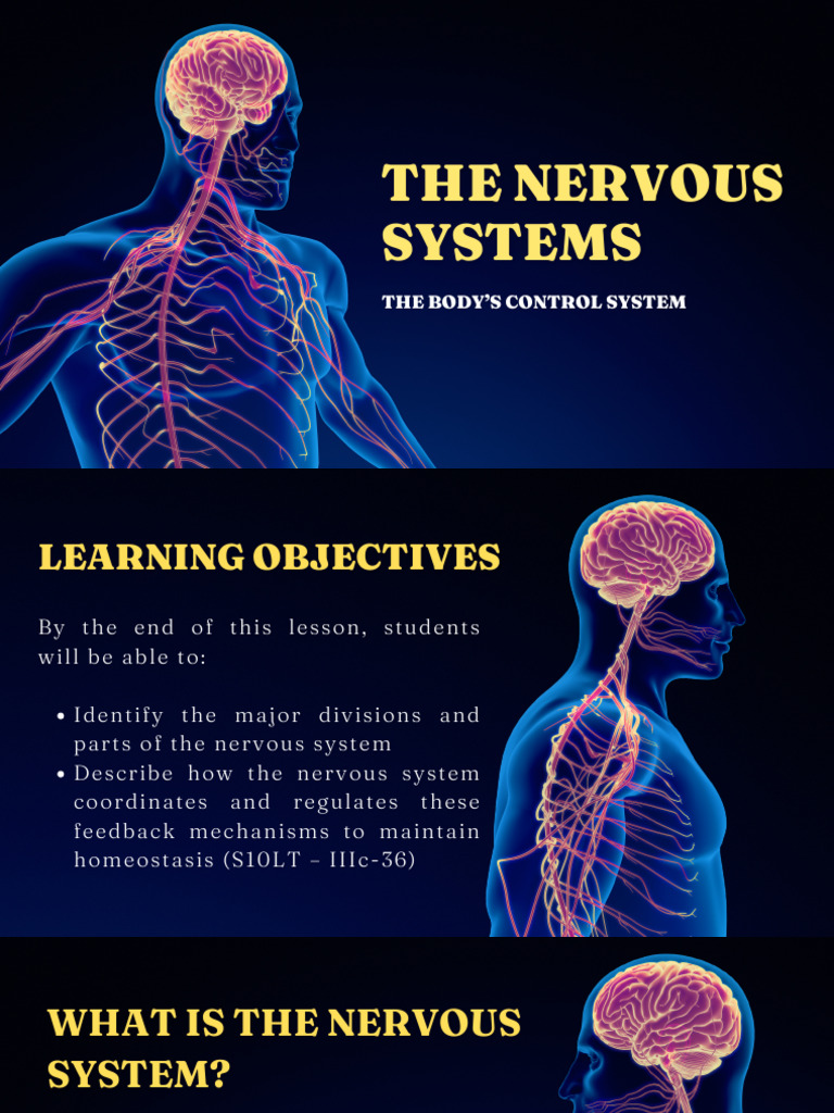 Understanding the Nervous System | PDF | Central Nervous System ...