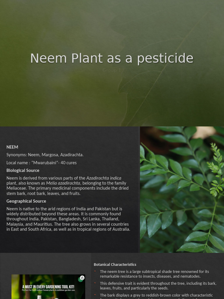 Neem Plant: Natural Pesticide Benefits | PDF