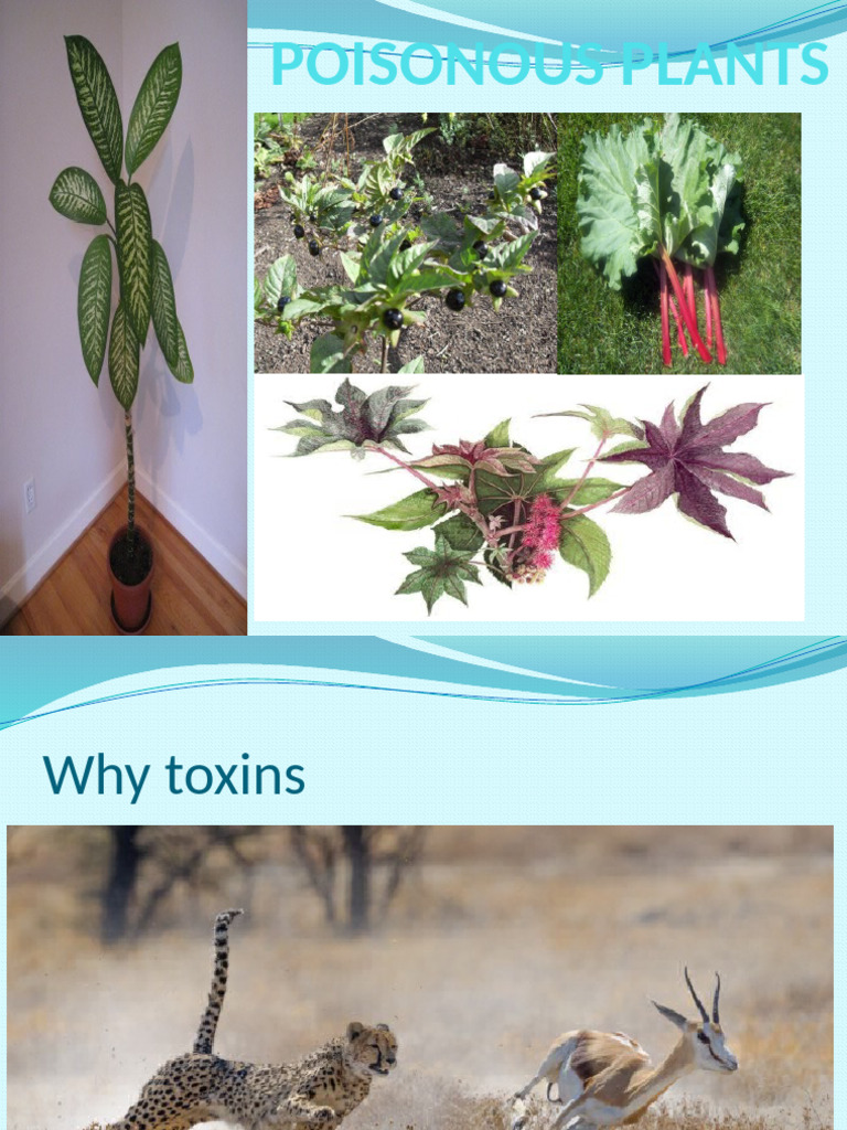 Understanding Poisonous Plants and Toxins | PDF