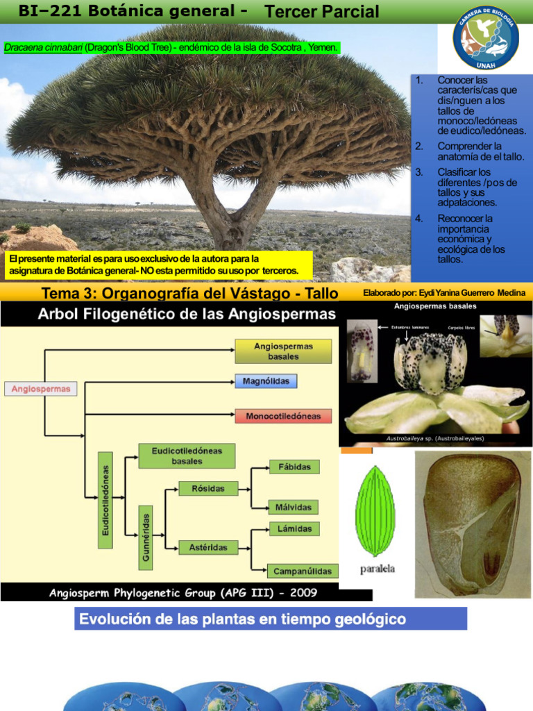 Anatomía y funciones del tallo en plantas | PDF | Tallo de la planta ...