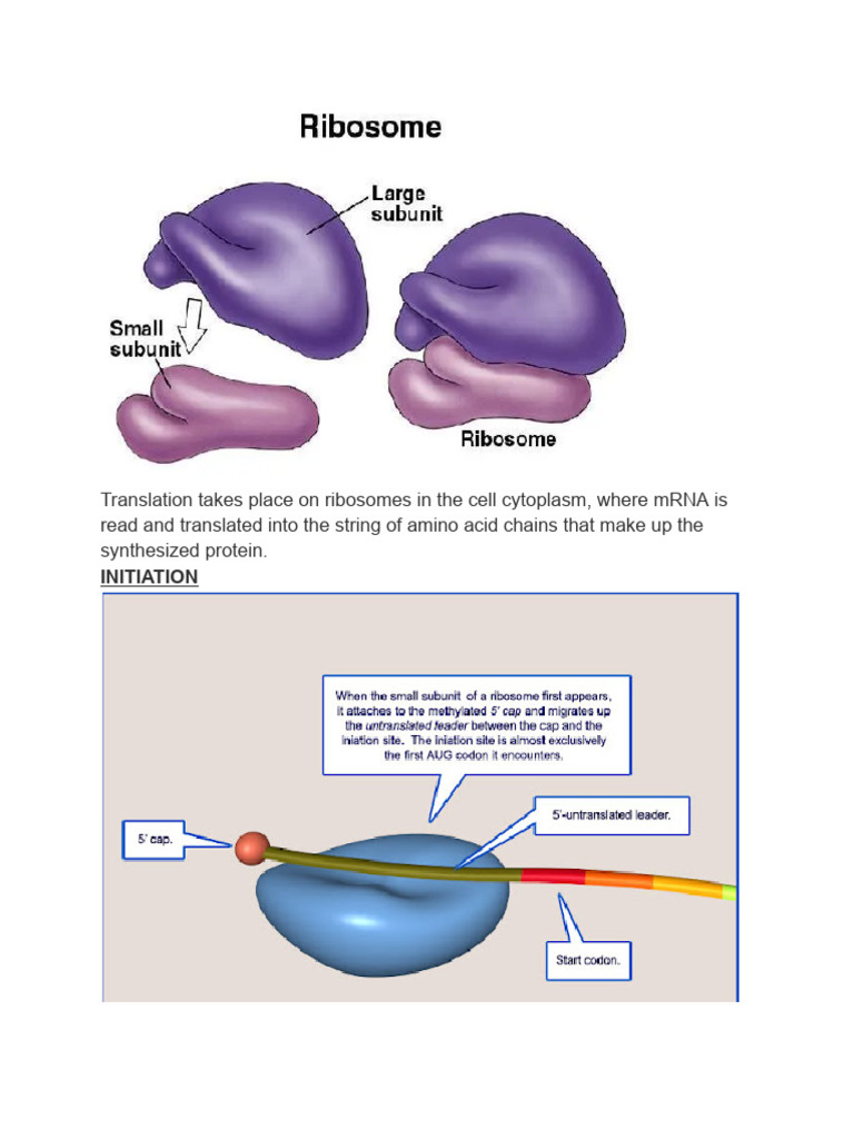 Ribosome Translation Process Explained | PDF