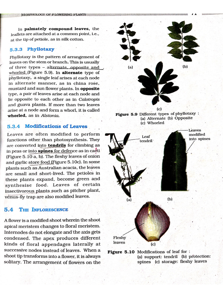Botany Volume I | PDF
