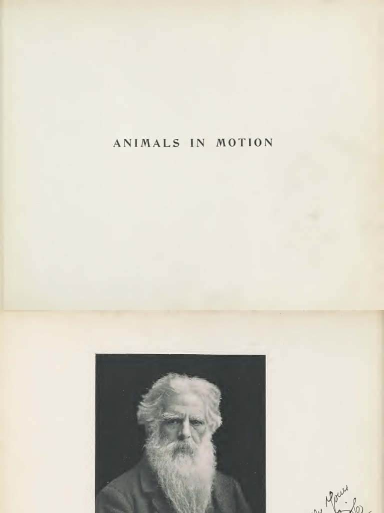 Eadweard Muybridge's Animal Motion Studies | PDF | Horse Gait | Horses