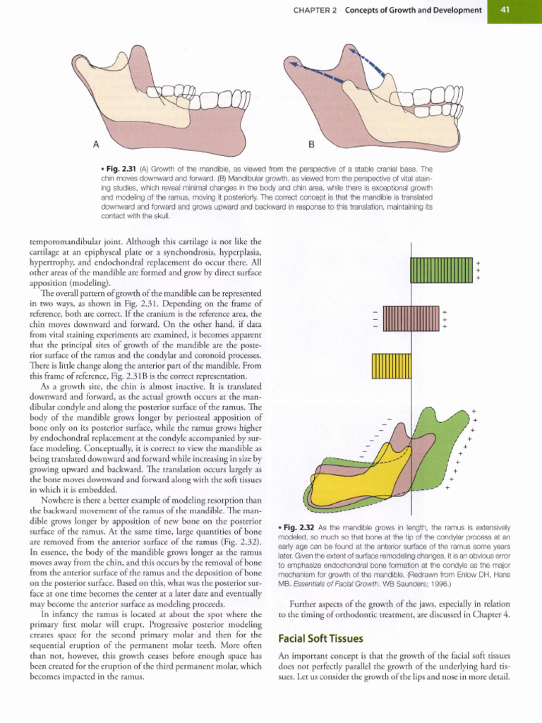 Mandibular Growth and Development Insights | PDF | Skull | Human Nose