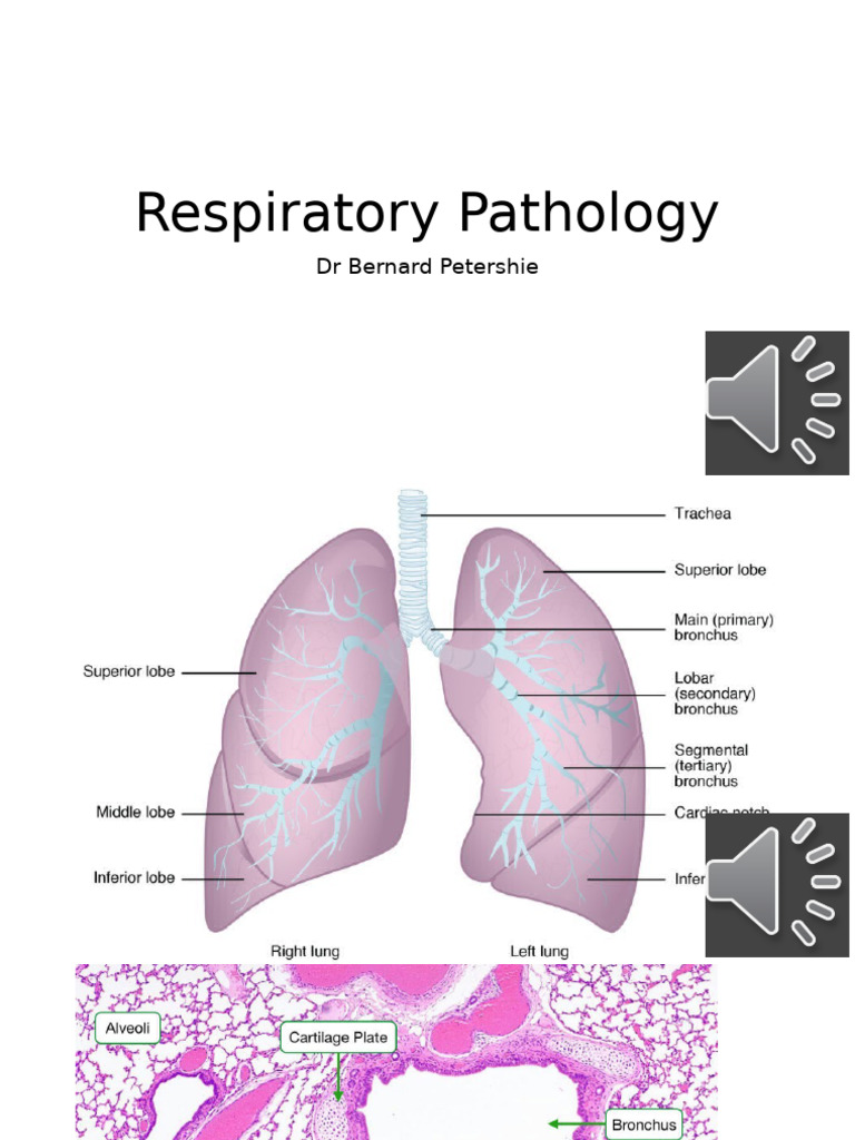 Respiratory Pathology Overview | PDF | Lung | Respiratory Tract