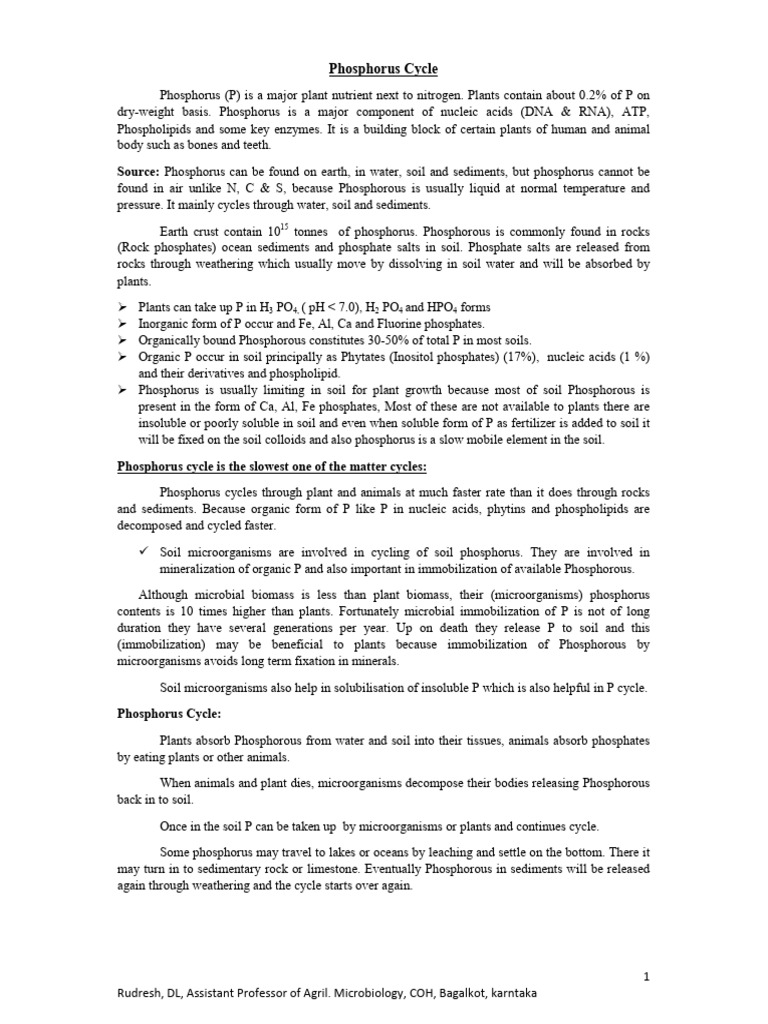 Understanding the Phosphorus Cycle | PDF | Fungus | Phosphate