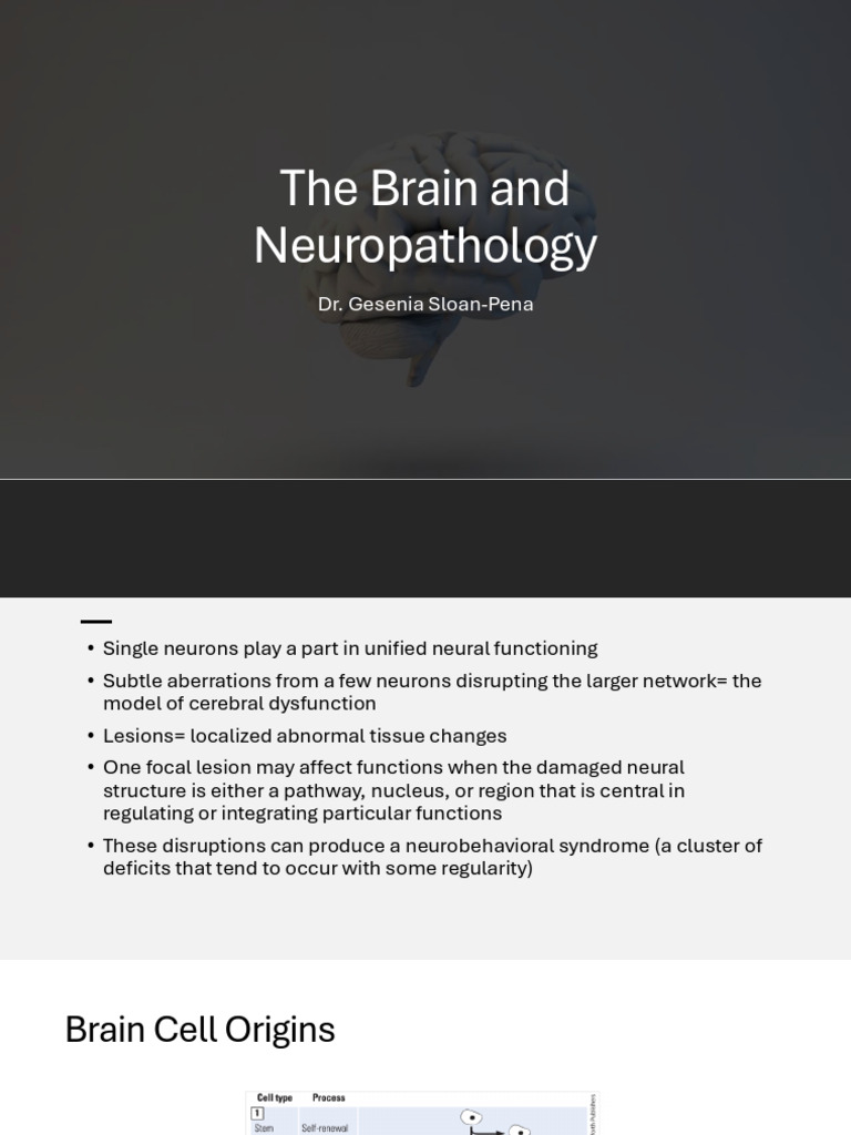 Understanding Brain Structure and Function | PDF | Neuron | Synapse