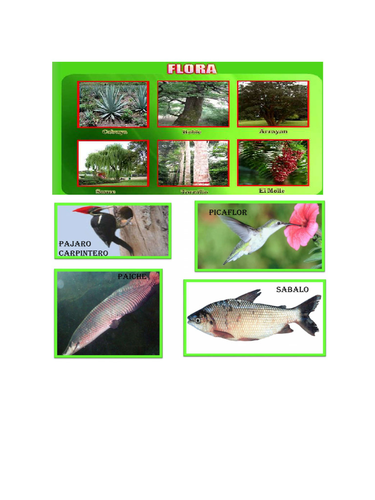 Rupa Rupa | PDF