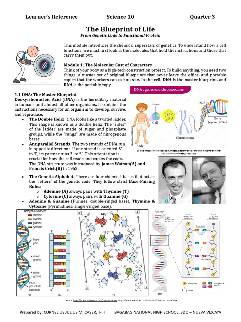 DNA and RNA: Blueprint of Life | PDF | Rna | Dna