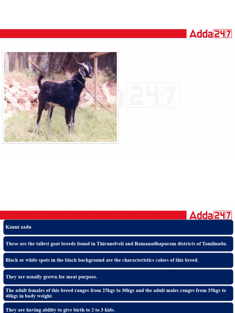 Goat Breed Part2 | PDF | Goat | Wool