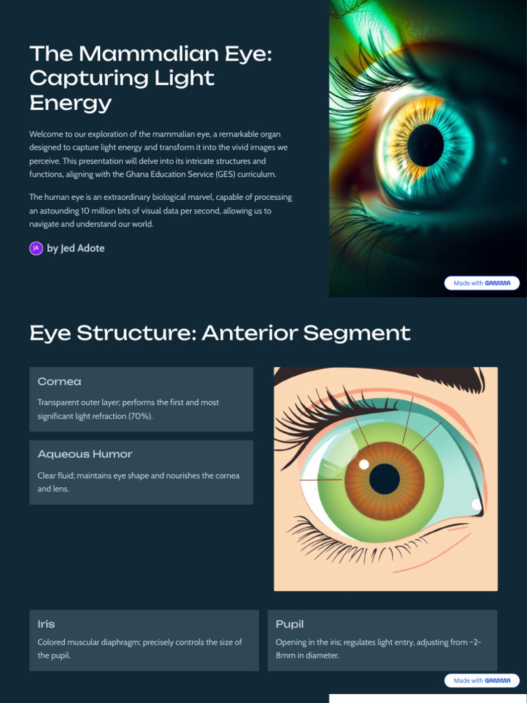Understanding the Mammalian Eye Structure | PDF | Eye | Retina