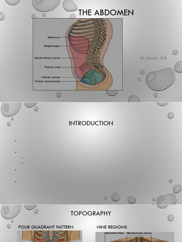 abdomen | PDF | Abdomen | Peritoneum