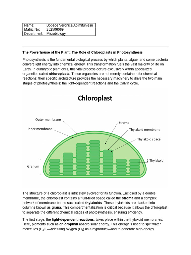 252506069 | PDF | Photosynthesis | Chloroplast