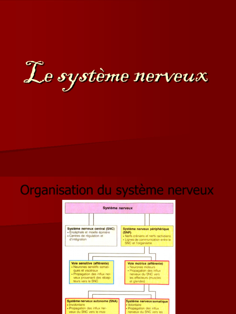 Anatomie et Fonction du Système Nerveux | PDF