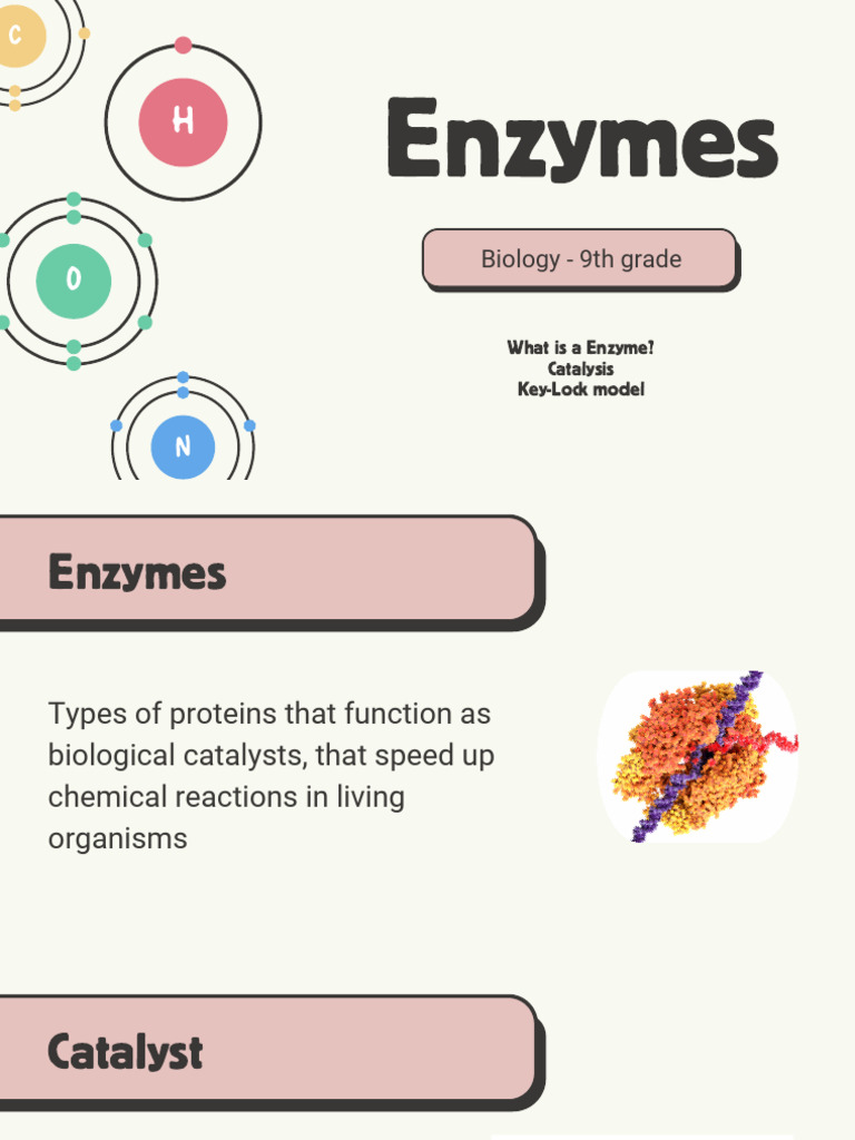 Understanding Enzymes and Their Functions | PDF