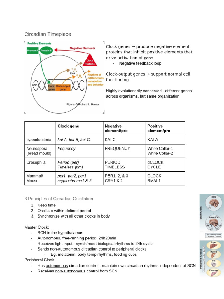 Understanding Circadian Rhythms and Clocks | PDF | Sleep | Circadian Rhythm