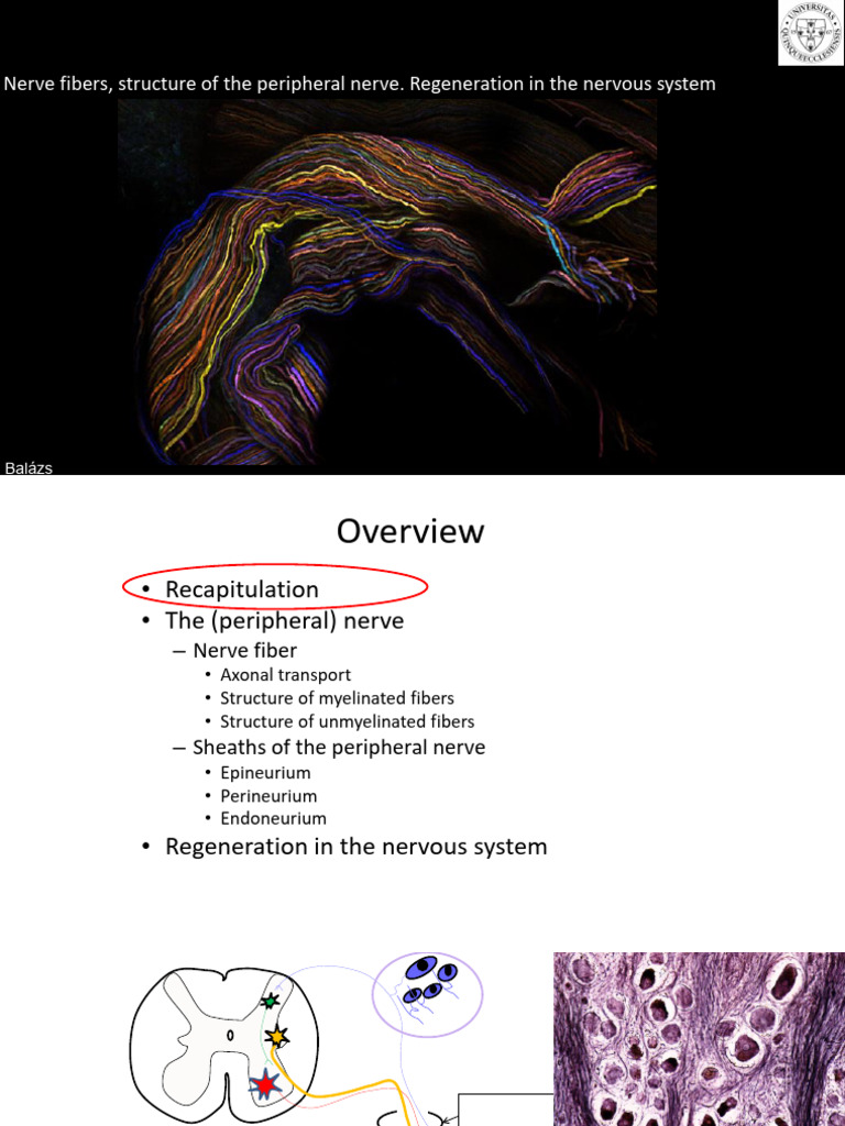 7 | PDF | Axon | Myelin
