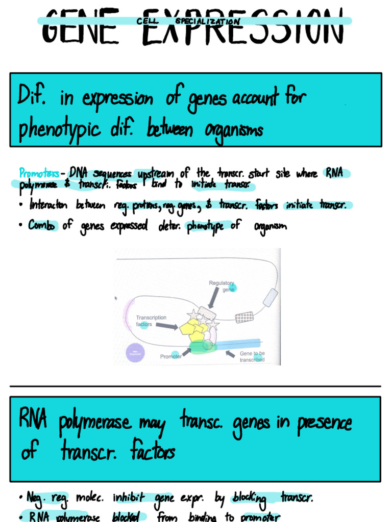 Gene Expression and Cell Specialization Apr 27, 2021 | PDF