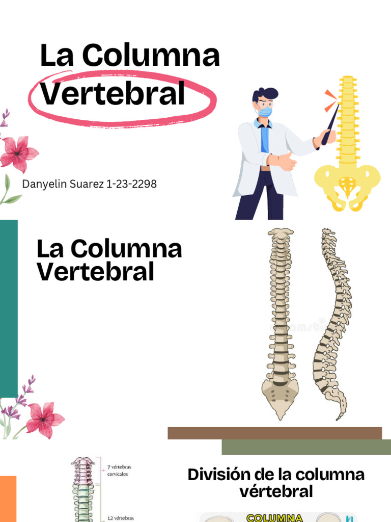 Estructura y División de la Columna Vertebral | PDF