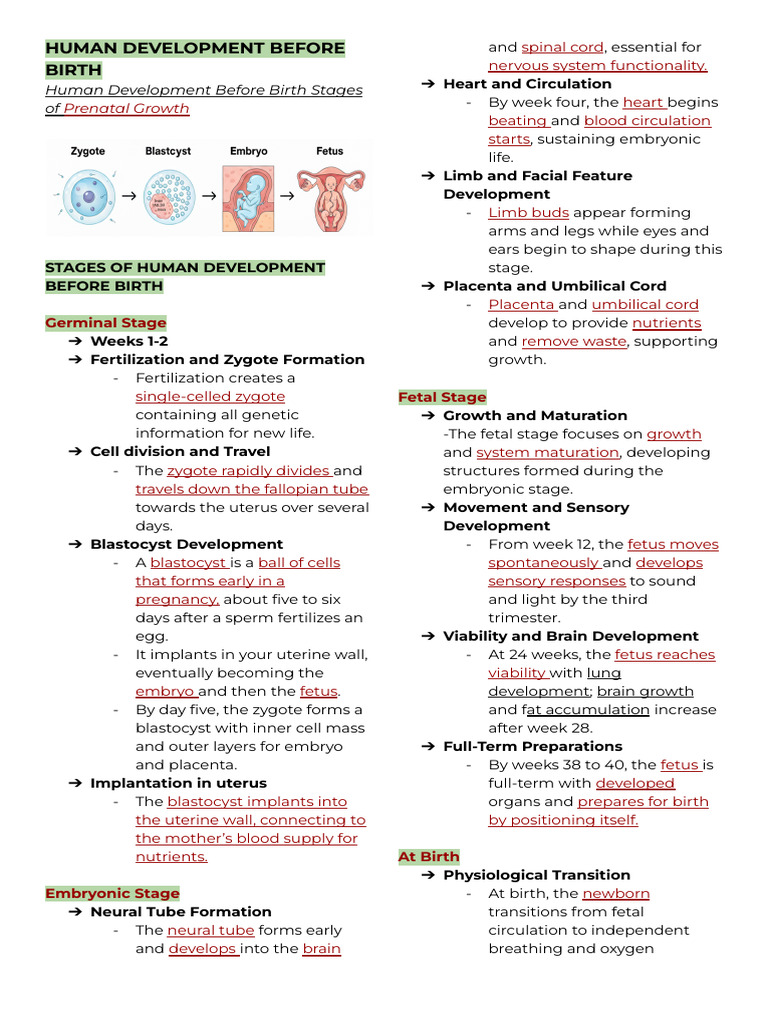 Stages of Prenatal Human Development | PDF | Fetus | Embryo
