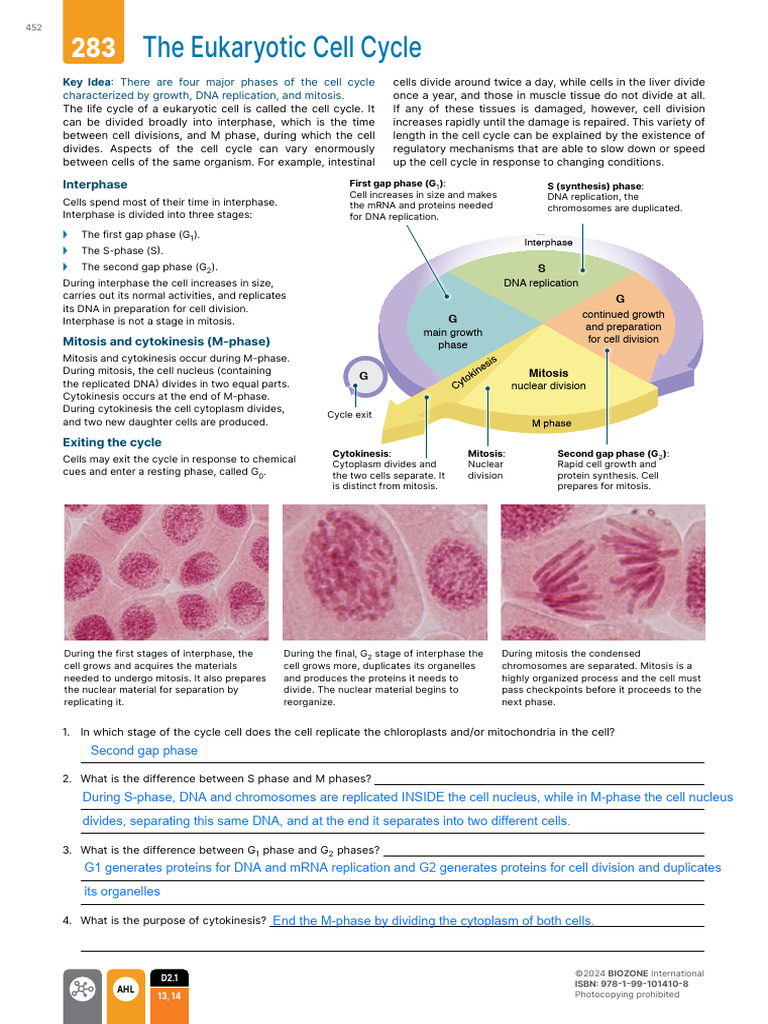 Eukaryotic Cell Cycle Overview | PDF | Cell Cycle | Mitosis