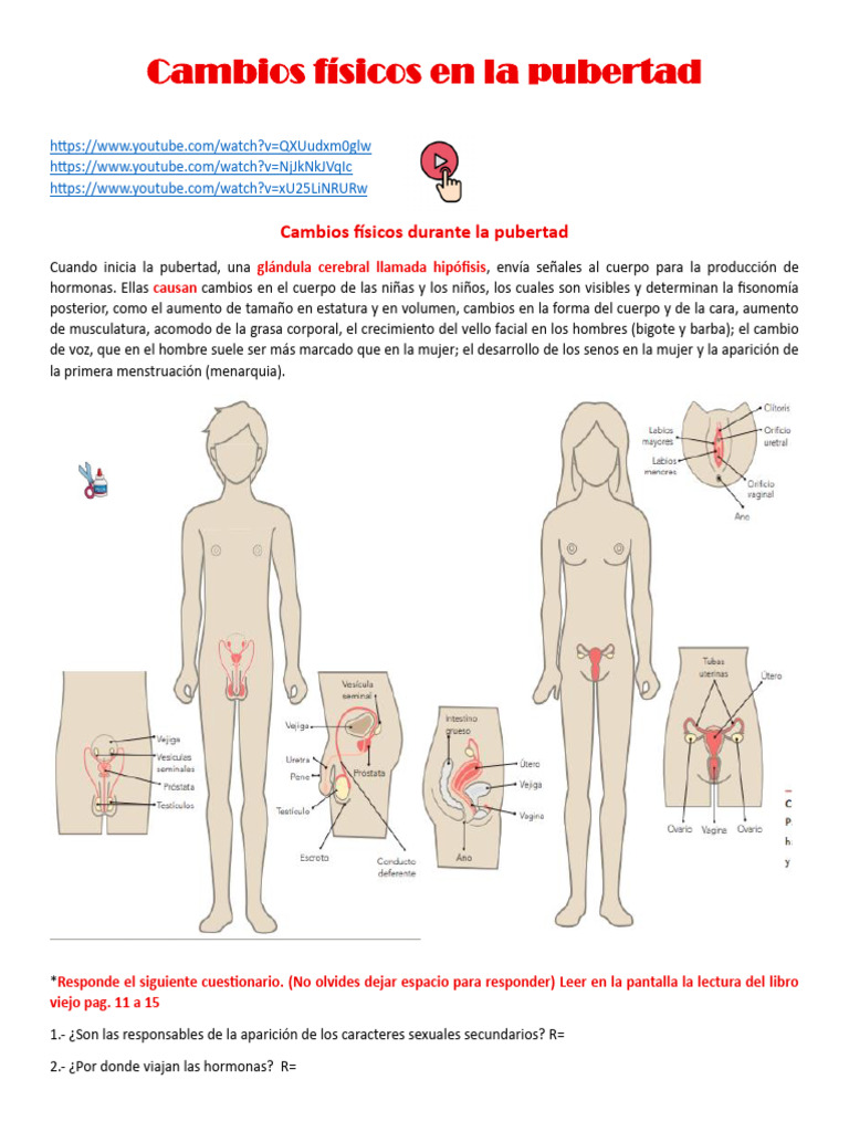2 Cambios Físicos en La Pubertad Bloque 1 Ciencias Naturales | PDF ...