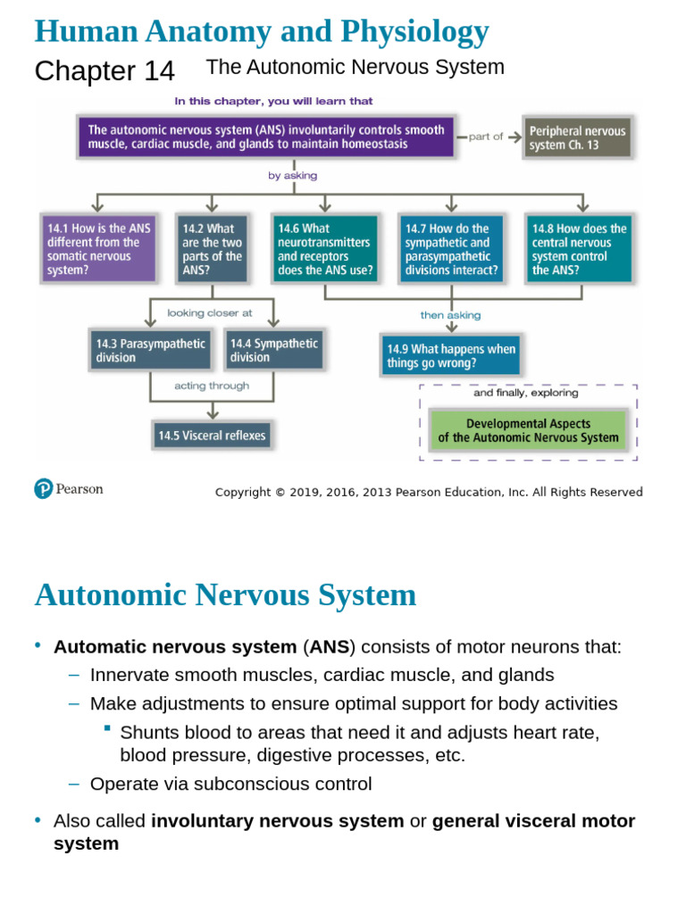 Chapter 14 2301 Canvas (1) | PDF | Autonomic Nervous System | Acetylcholine